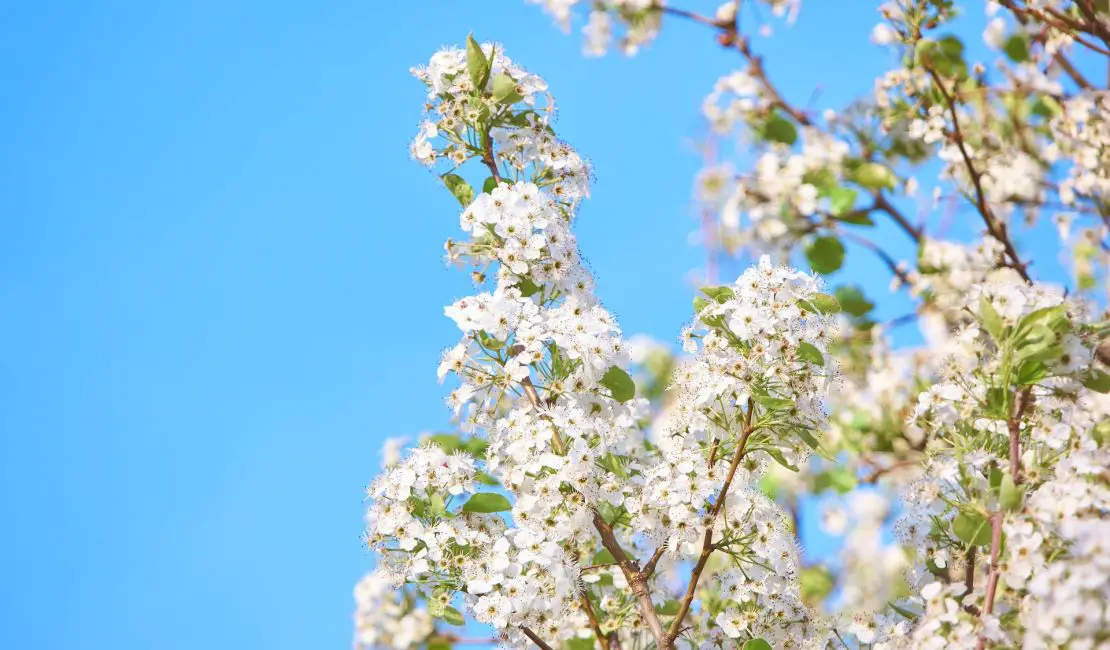 Events, Organizations, History, Types of Cherry trees