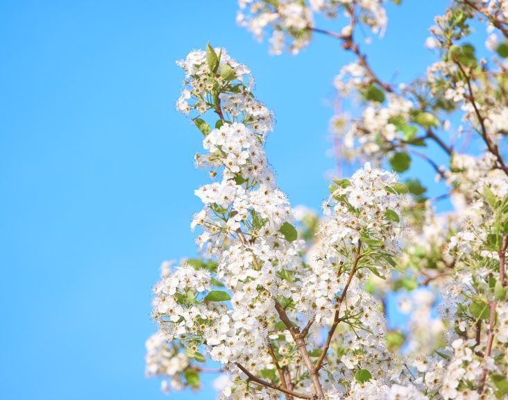 Events, Organizations, History, Types of Cherry trees